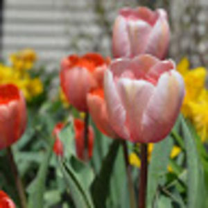 Meet your Posher, Devon